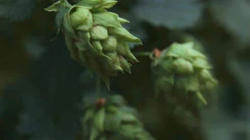 Close up picture of full cone hops