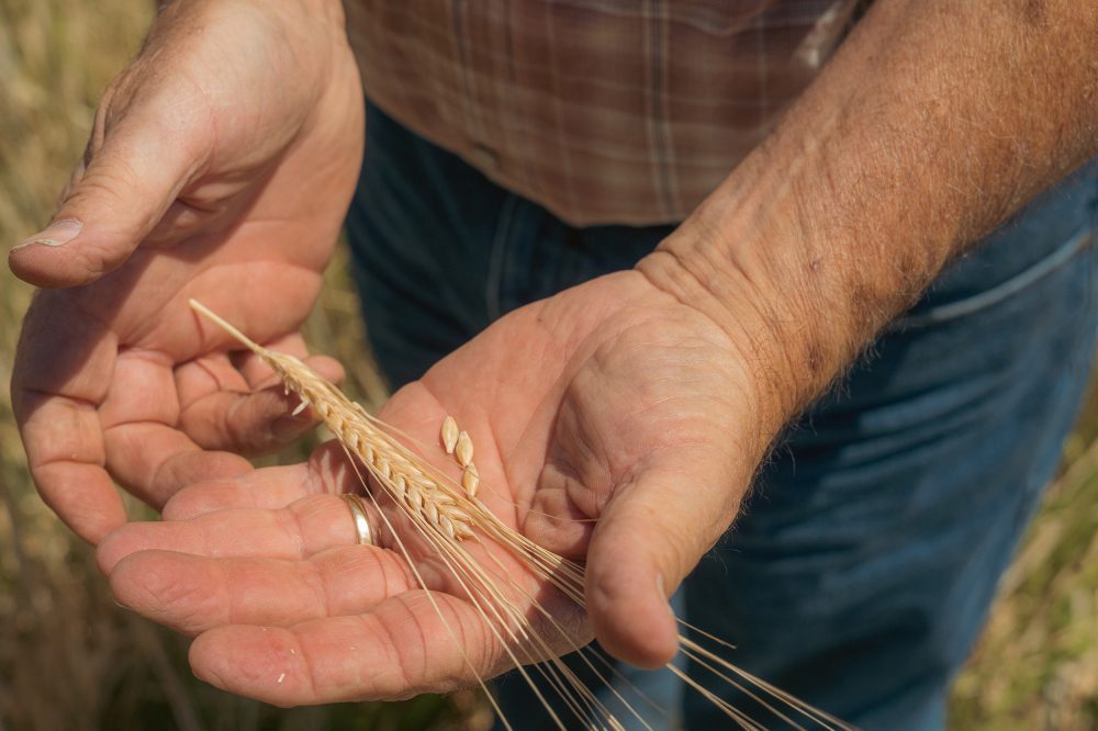 Close up of a man's hands holding a stalk of wheat