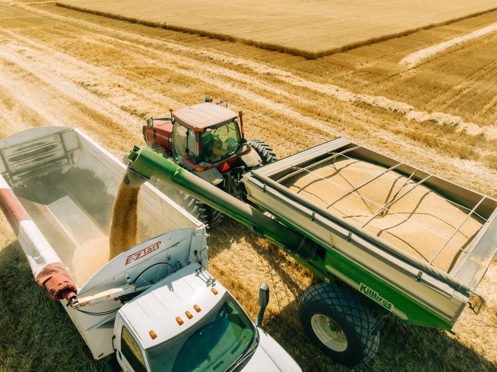 Aerial view of barley fields with a tractor hauling a load of barley.