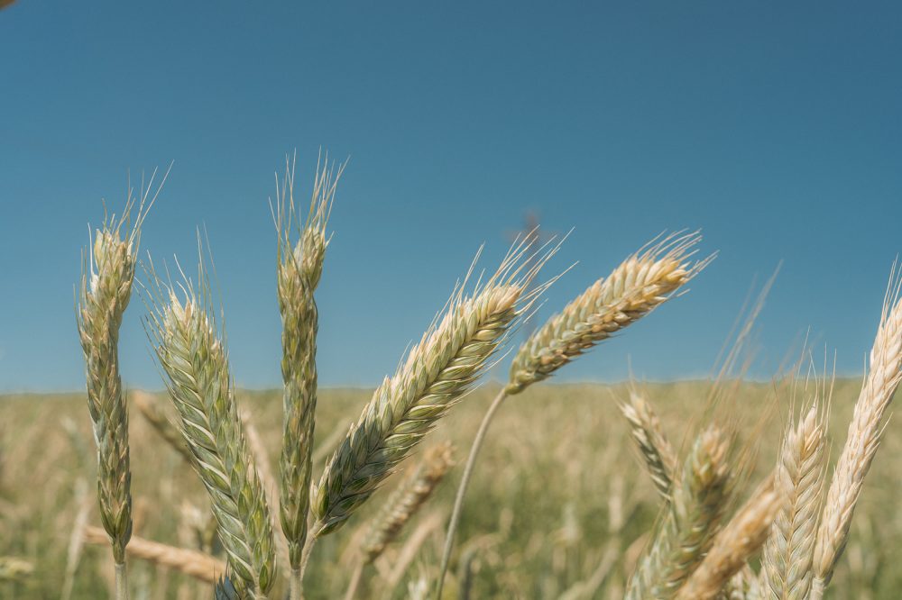 Close up view of the tops of barley stalks