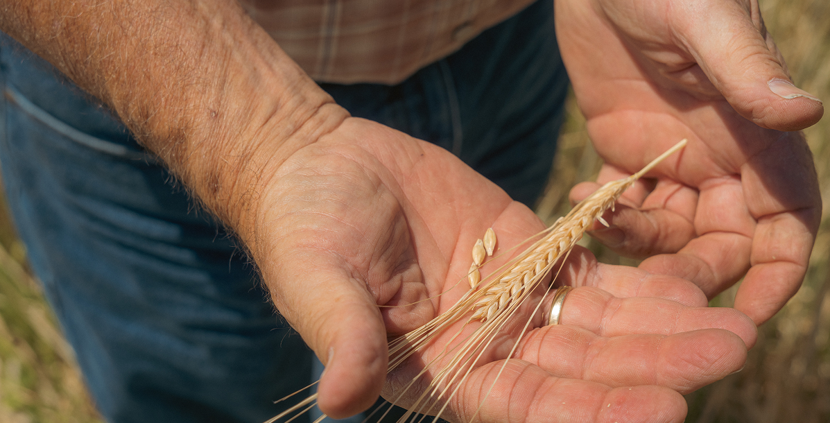 Close up of a man's hands holding a stalk of wheat