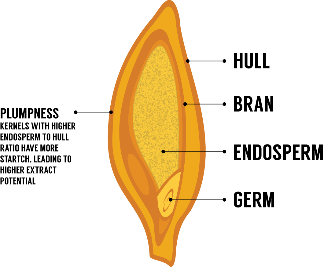 Grain Diagram | Great Western Malting A clip art style image of a barley grain pointing out the "Hull", "Bran", "Endosperm" and "Germ". On the right side is the text "Plumpness: Kernels with higher endosperm to hull ratio have more starch, leading to higher extract potential".