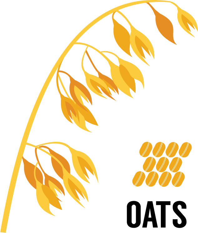 Oats | Great Western Malting A clip art style image of an oat stock with grains and the word "Oats" below.