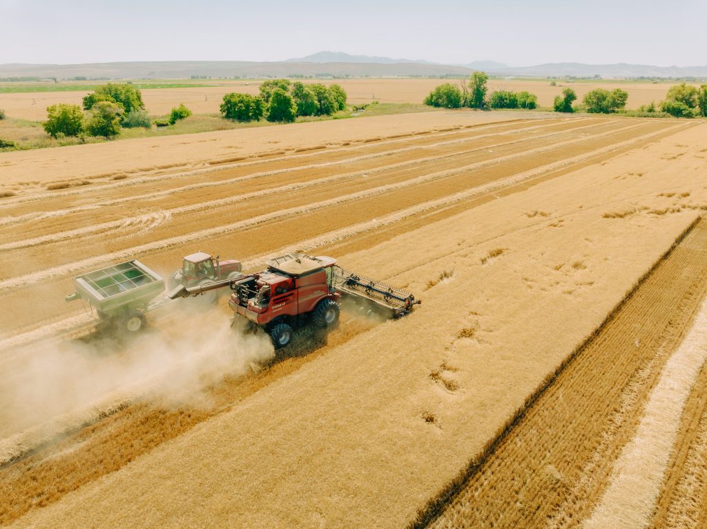 Aerial view of harvesting machines in the barley fields.