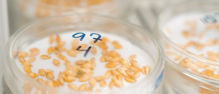 A close up view of a grain filled petri dish with the numbers "97" and "4" written in sharpie on the lid.