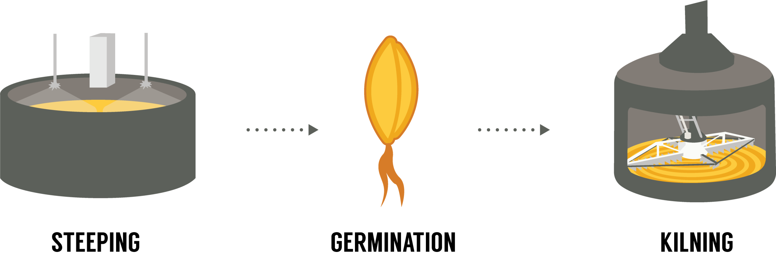 Malting-Process-Great-Western-Malting An infographic with three sections in a row. Section one has a large vat of grains with a water sprayer above it. The text below says "Steeping". Section two has the image of a grain seed with the word "Germination" below it. The third section has a vat with a cutout view of the grains being mixed and the word "Kilning" below it.