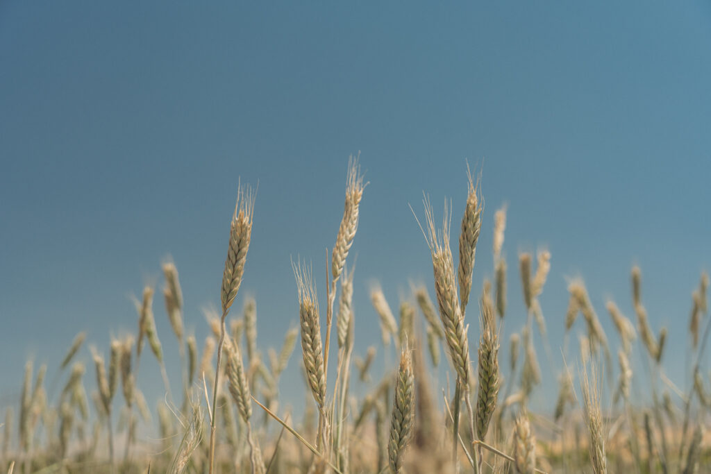 A close up shot of malting barley in a field with the sky